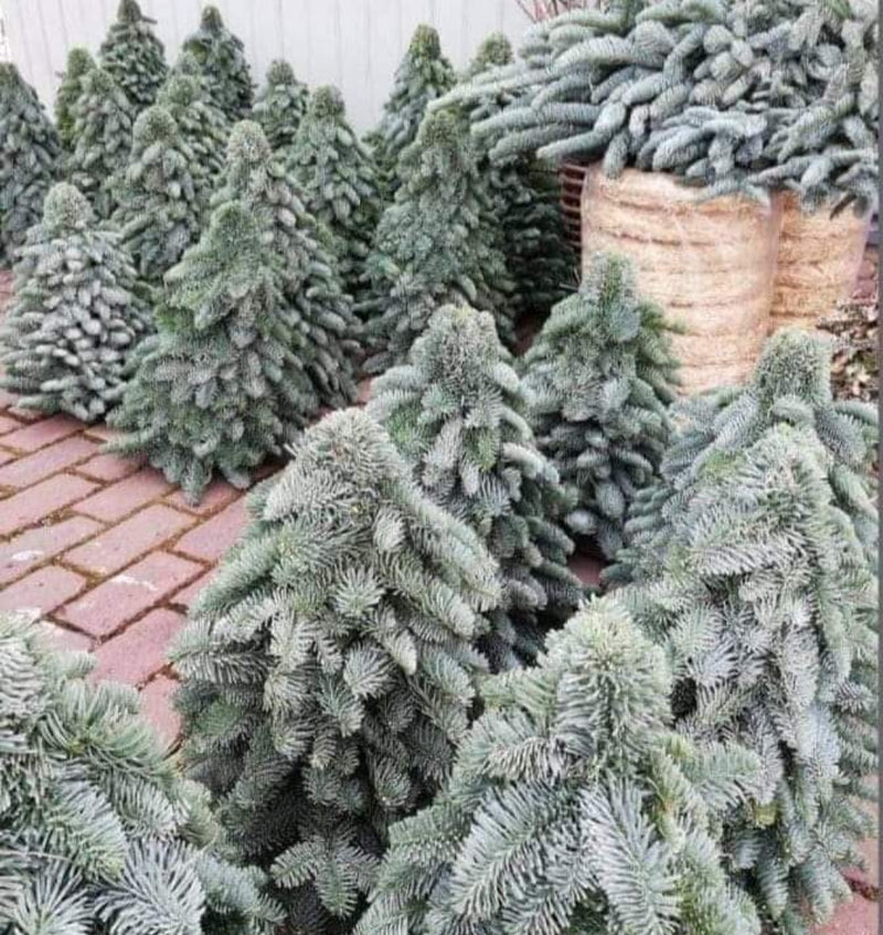 Alinterieur - Echte Nobiliskerstboom incl verlichting - 3 formaten